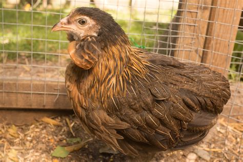 rumpless chickens|All About Araucana Chickens .